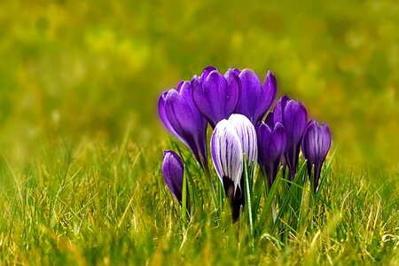 Crocus blue white photo