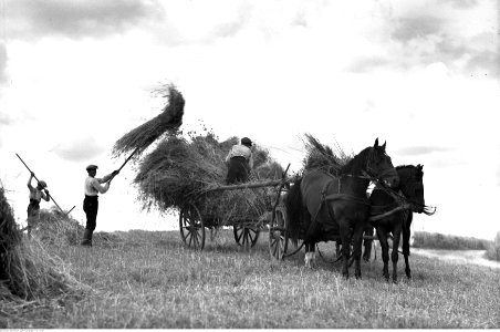Henryk Poddębski - Rolnictwo - żniwa (131-7030) photo