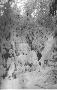 Ignacy Paweł Fudakowski - Las zimą w Galicji lub na Słowacji (94-29) photo