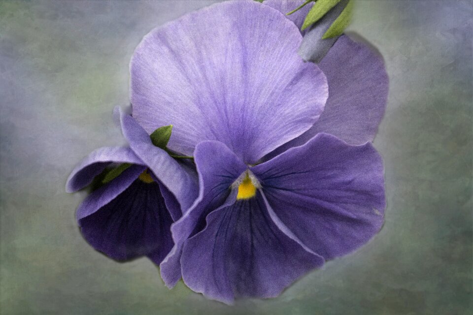 Macro nature natural