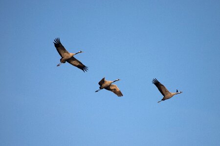 Flight bird pass
