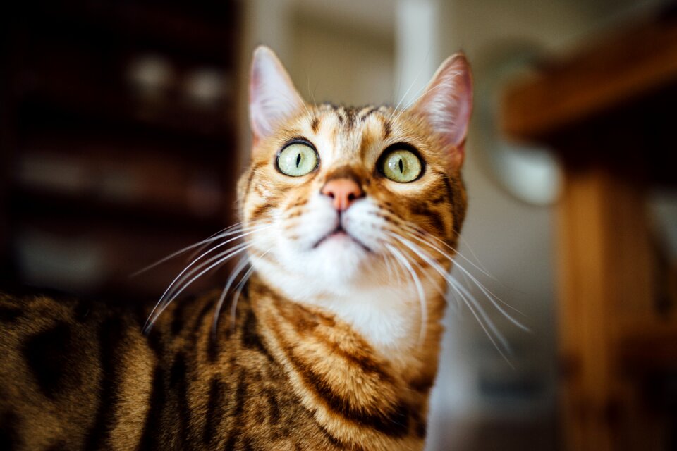 Cat horizontal yellow