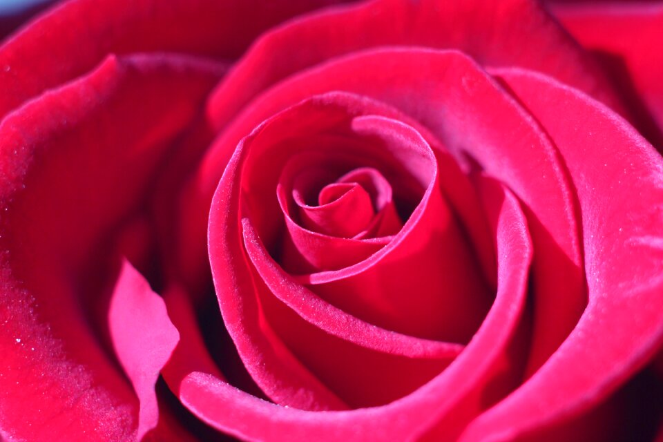 Attachment love scam petal