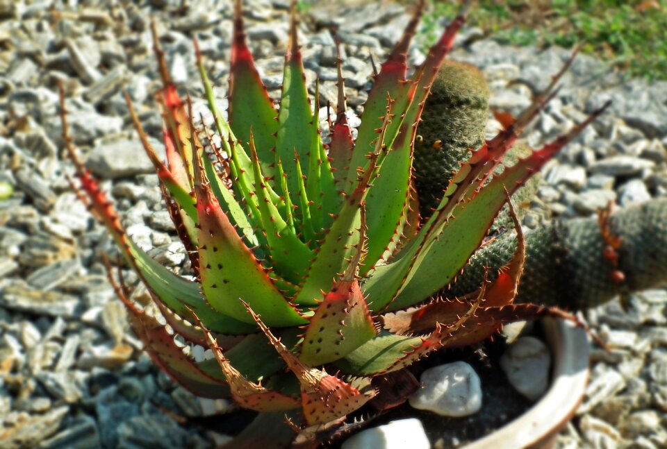 Stinging the coolest garden