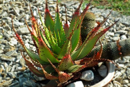 Stinging the coolest garden