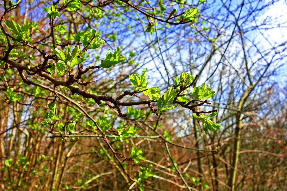 Buds leaf out new leaves