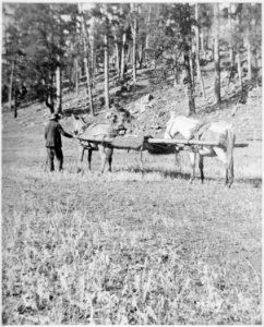 Horse drawn stretcher carrying a wounded man from the Battle of Slim Buttes, Dak. Terr. By Morrow, 1876 - NARA - 530894 photo