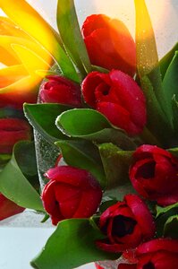 Flower bouquet de fleurs plant