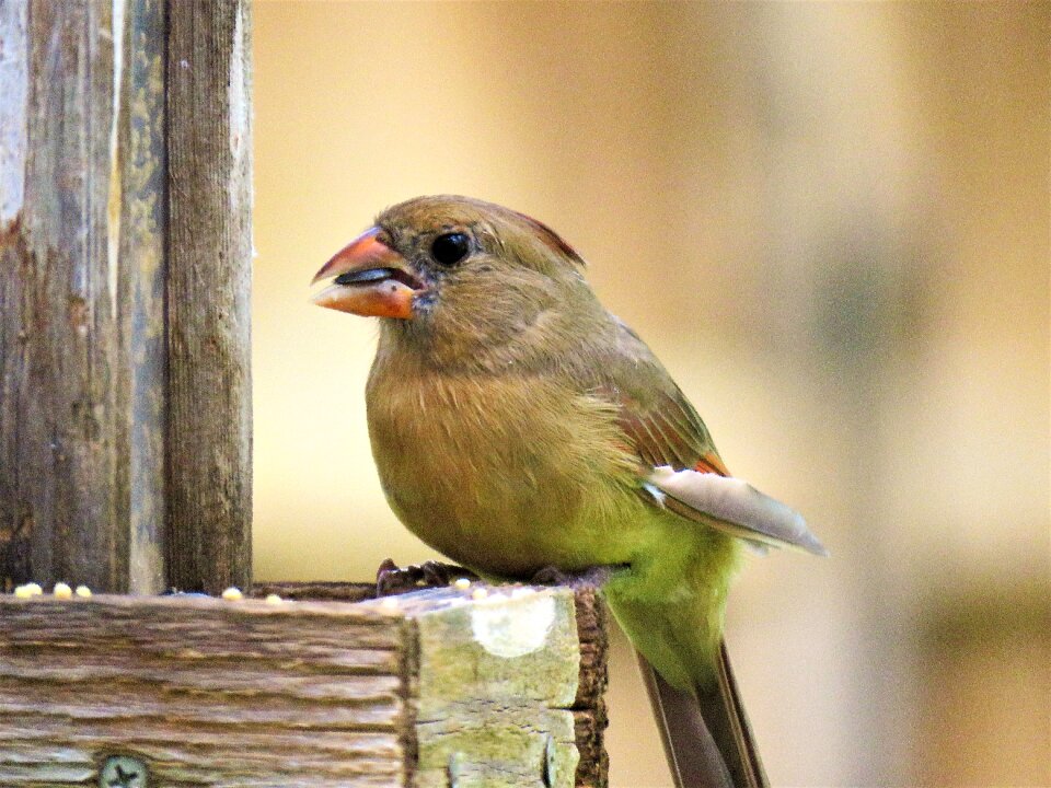 Bird close up wildlife photo