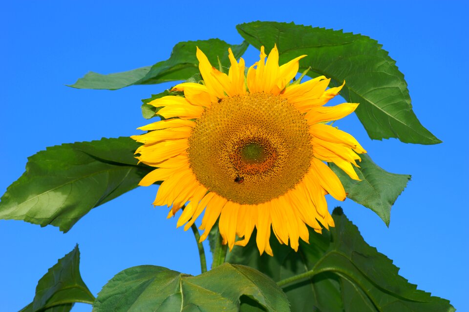 Yellow summer flower