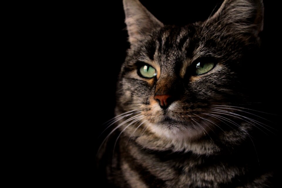 Cat mysterious horizontal eyes