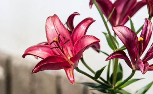 Plant nature lily photo