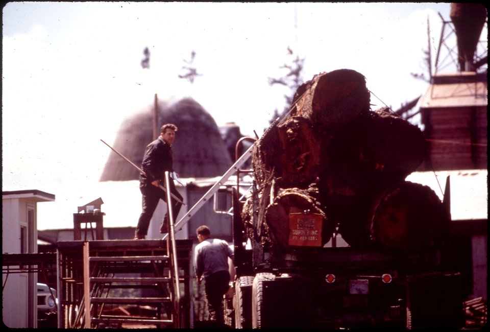 INVENTORY OF REDWOOD ARRIVING FROM THE LATEST CUT. MEN MEASURE LOGS WITH TAPE. WOODBURNER IN - NARA - 542857