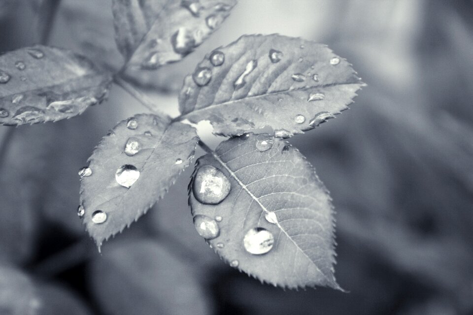 Nature plant drop