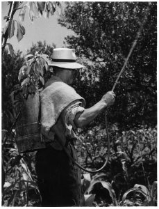 Italy. Trieste has received its share of insecticide thanks to Marshall Plan help. Here olive trees, which are... - NARA - 541721
