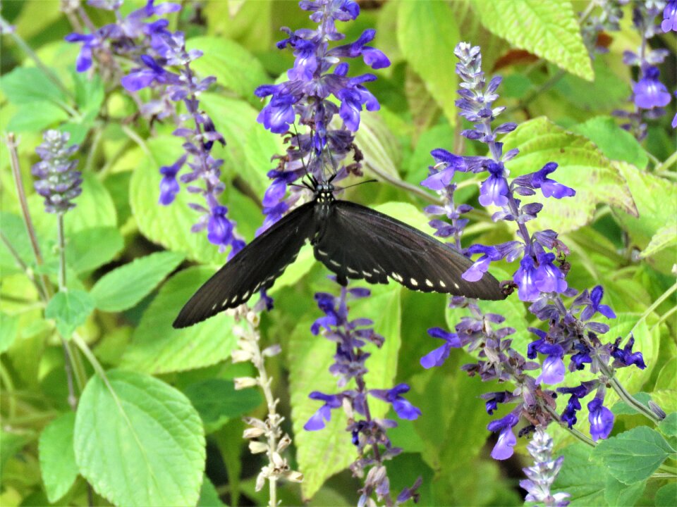 Black and white blue flowers garden