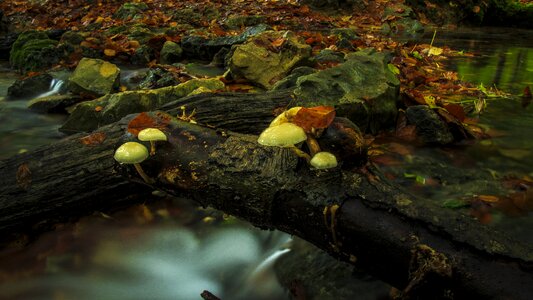 Long exposure tree fungus autumn photo