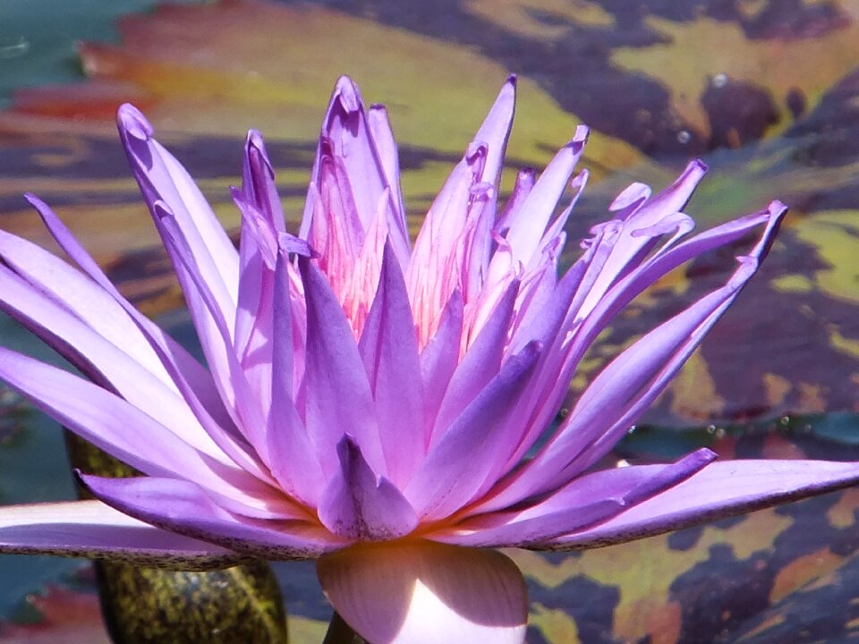 Purple flower blooming