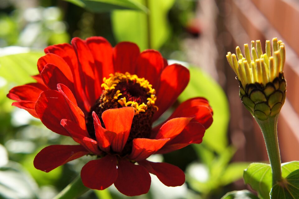 Autumn flower garden flowers