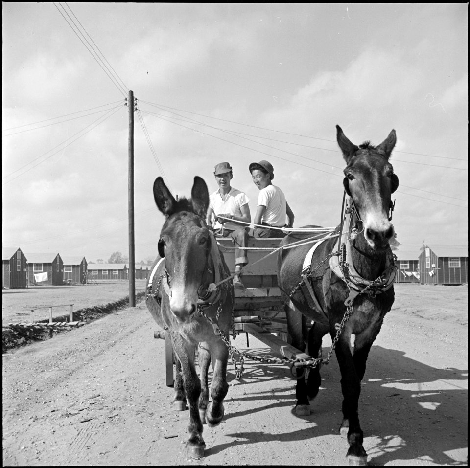 Jerome Relocation Center, Denson, Arkansas. Back to the days of the mule, as two evacuee boys haul . . . - NARA - 538829