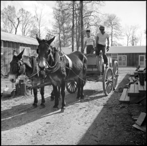 Jerome Relocation Center, Denson, Arkansas. Back to the days of the mule, as two evacuee boys haul . . . - NARA - 538830