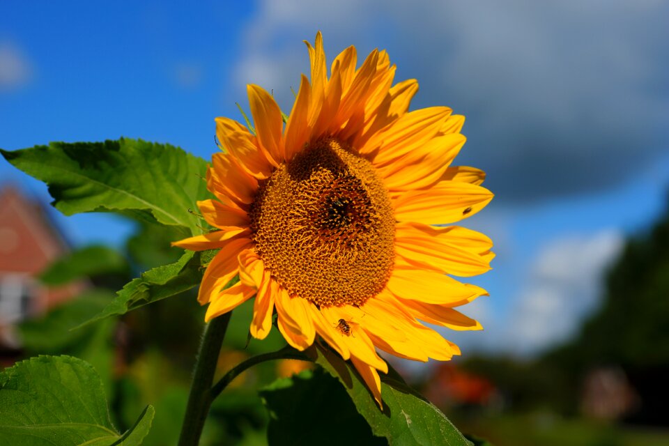 Yellow summer flower photo