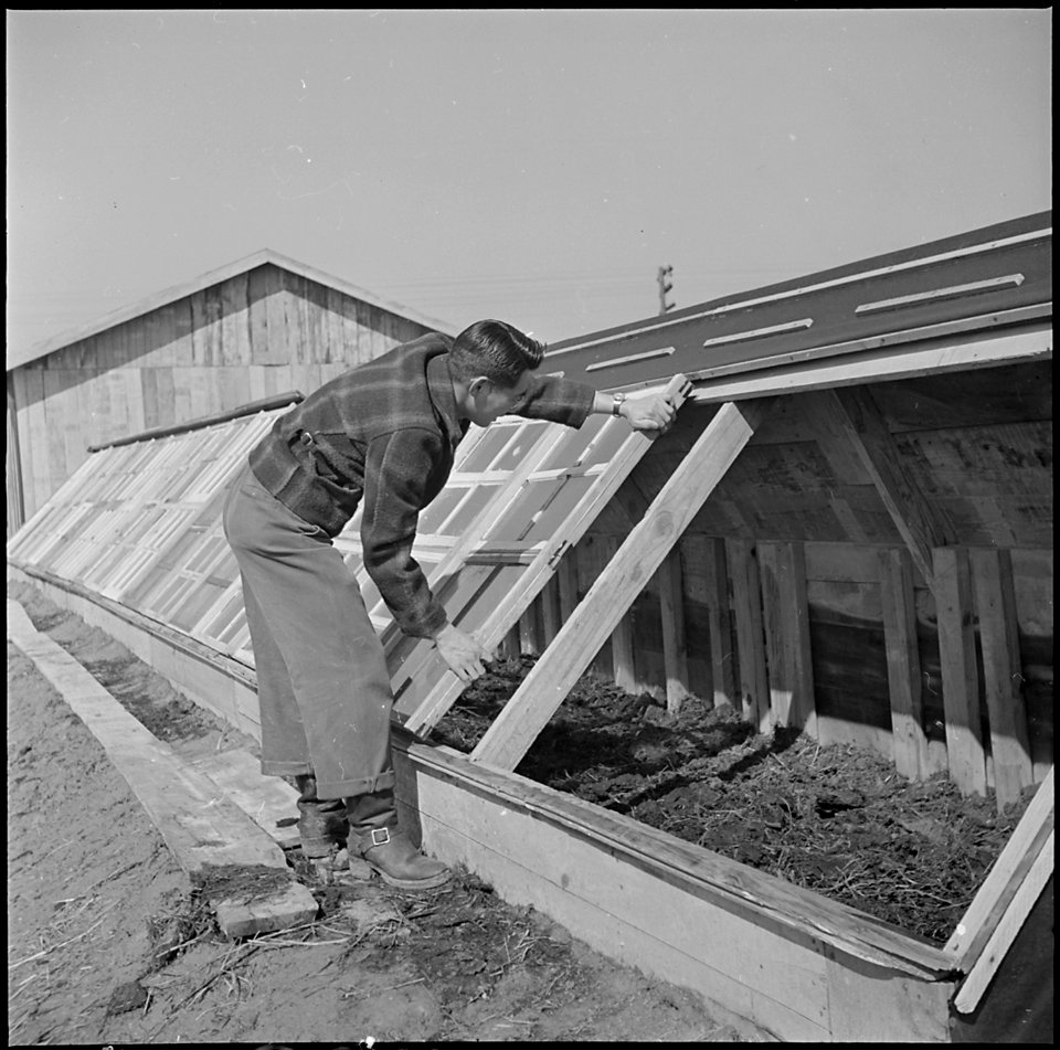 Jerome Relocation Center, Denson, Arkansas. A young farm assistant preparing hot beds at the Jerome . . . - NARA - 539314