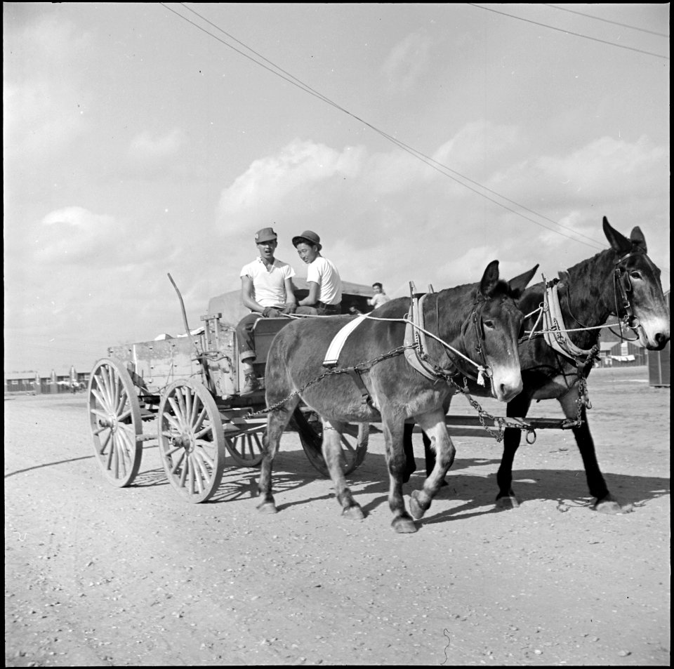 Jerome Relocation Center, Denson, Arkansas. Back to the days of the mule, as two evacuee boys haul . . . - NARA - 538827