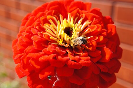 Insect garden flower nature