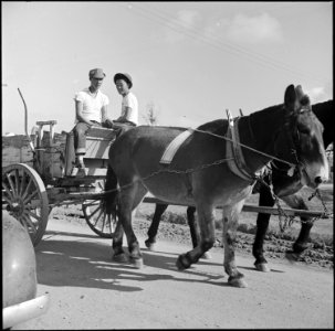 Jerome Relocation Center, Denson, Arkansas. Back to the days of the mule, as two evacuee boys haul . . . - NARA - 538831