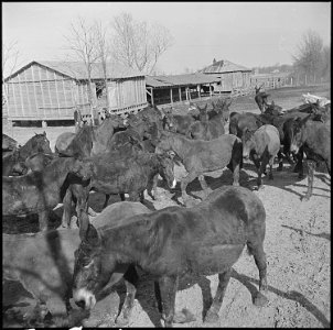 Jerome Relocation Center, Denson, Arkansas. Forty head of Arkansas mules have been acquired by the . . . - NARA - 539351