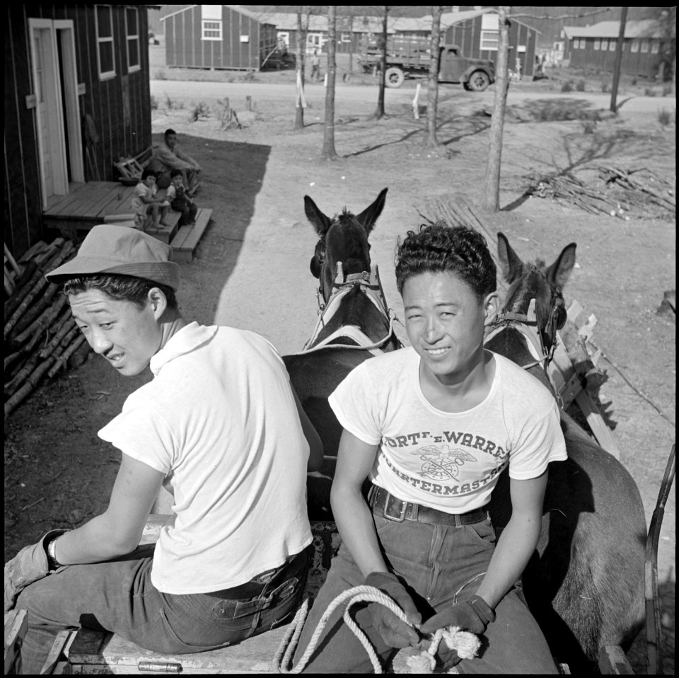 Jerome Relocation Center, Denson, Arkansas. One thing about Arkansas mules - you don't have to keep . . . - NARA - 538832