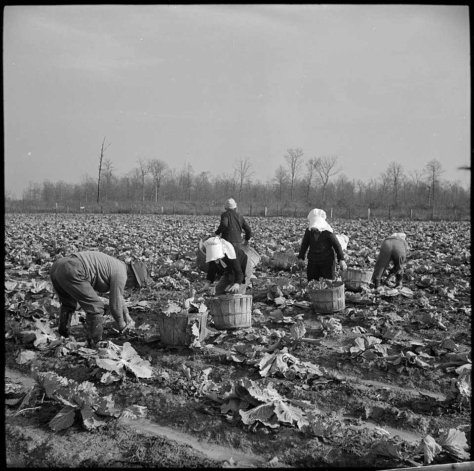 Jerome Relocation Center, Dermott, Arkansas. Cutting cabbages which have been left for winter harvest. - NARA - 539504
