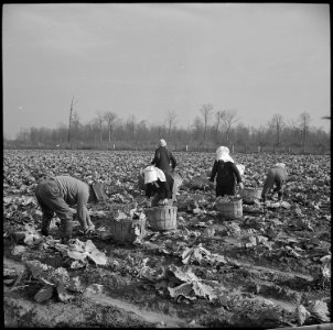 Jerome Relocation Center, Dermott, Arkansas. Cutting cabbages which have been left for winter harvest. - NARA - 539504