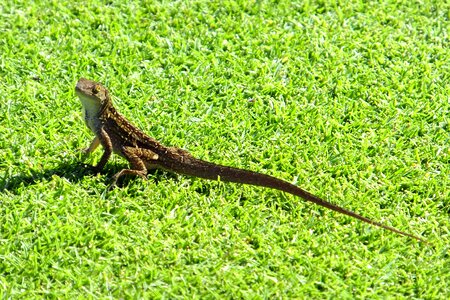 Gecko lizard exotic