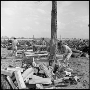 Jerome Relocation Center, Denson, Arkansas. Woodcutting for fuel on the central square. The wood c . . . - NARA - 538842