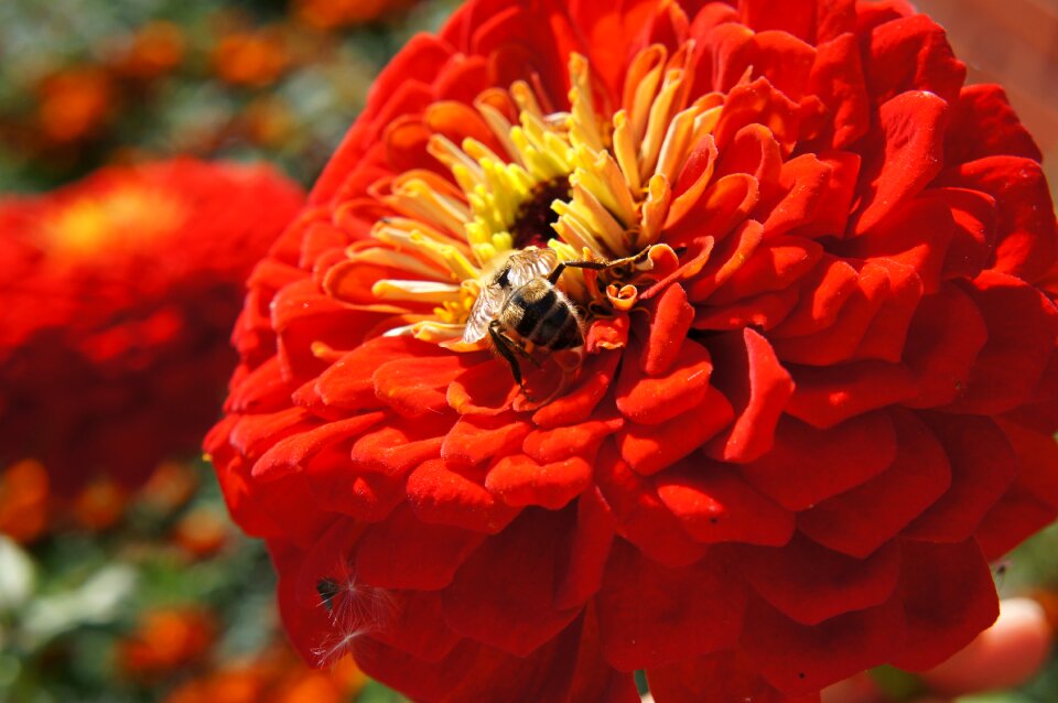 Bloom garden flowers insect
