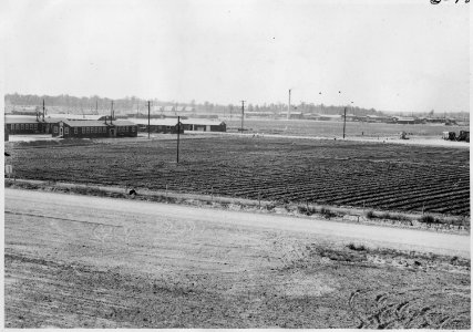 Jerome Relocation Center, Dermott, Arkansas. Radishes and mustard in the brag patch right after i . . . - NARA - 537308