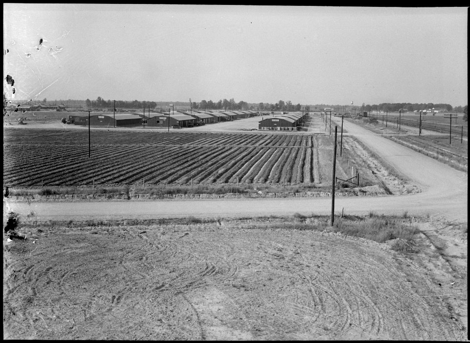 Jerome Relocation Center, Dermott, Arkansas. Radishes and mustard in the brag patch immediately w . . . - NARA - 537307
