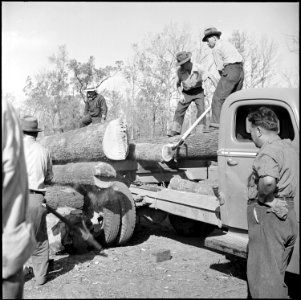 Jerome Relocation Center, Denson, Arkansas. Unloading cut timber at sawmill. Logs are hardwood oak . . . - NARA - 538821