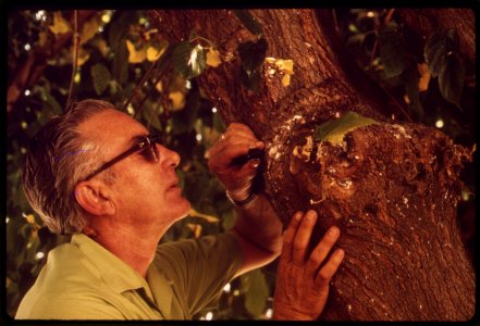 JERRY VETTLE, IN CHARGE OF BIOLOGICAL CONTROL FOR THE STATE OF CALIFORNIA DEPARTMENT OF AGRICULTURE, - NARA - 542777