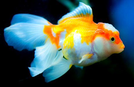Goldfish swimming water