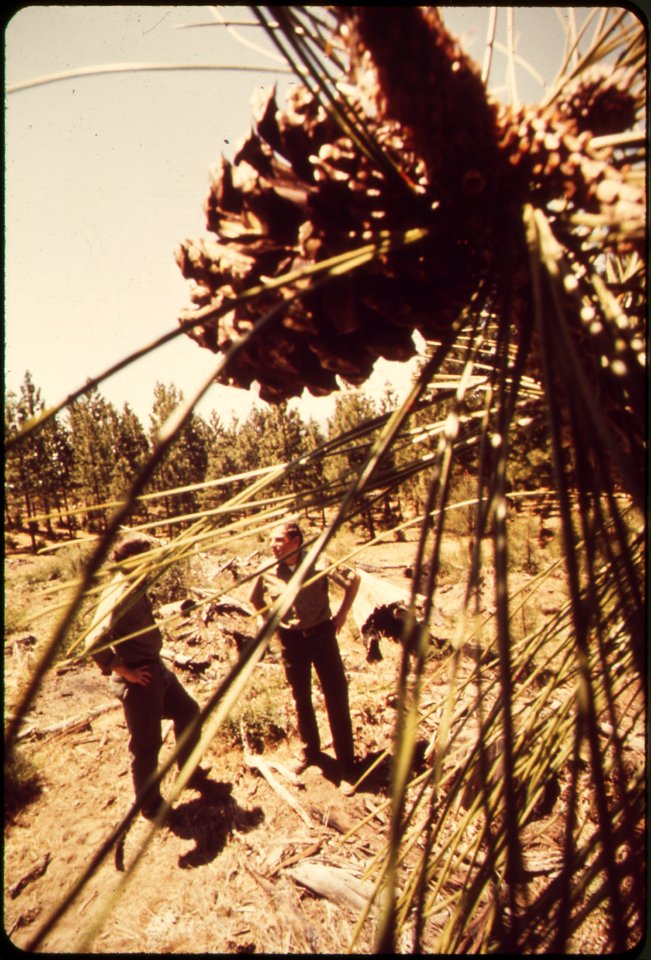 JOHN KRUSE AND JOE TANSKI OF THE U.S. FOREST SERVICE INSPECT A FIVE-ACRE SITE WHICH HAS BEEN CHOSEN, - NARA - 542602