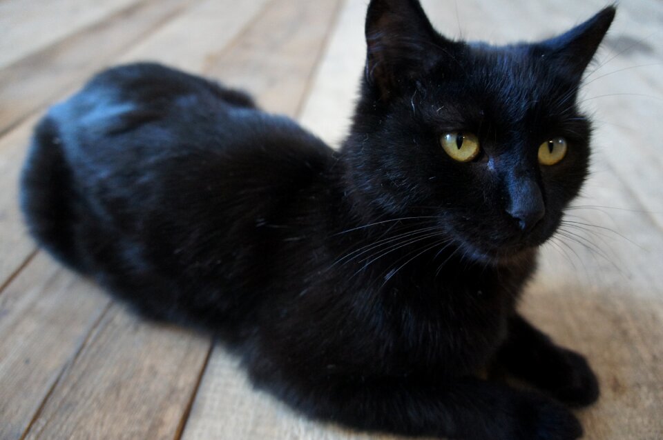 Cats pet yellow-eyed cat