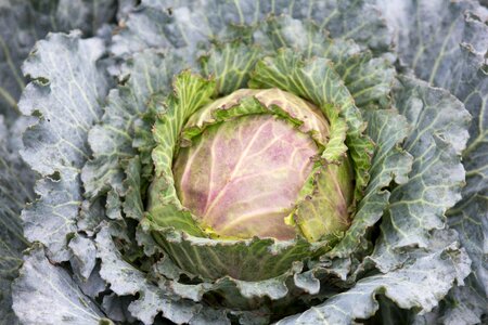 Flora vegetable cabbage