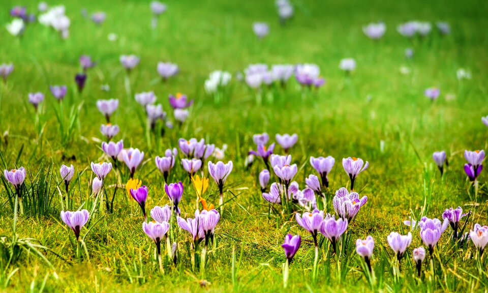 Nature field crocus