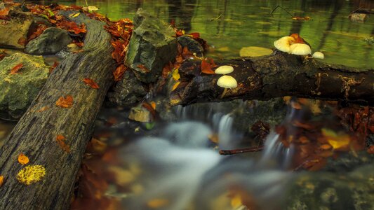 Long exposure tree fungus autumn