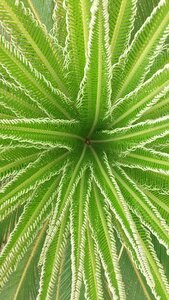 Tocantins nature vegetation