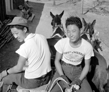 Jerome Relocation Center, Denson, Arkansas. One thing about Arkansas mules - you don't have to keep . . . - NARA - 538832 (cropped)