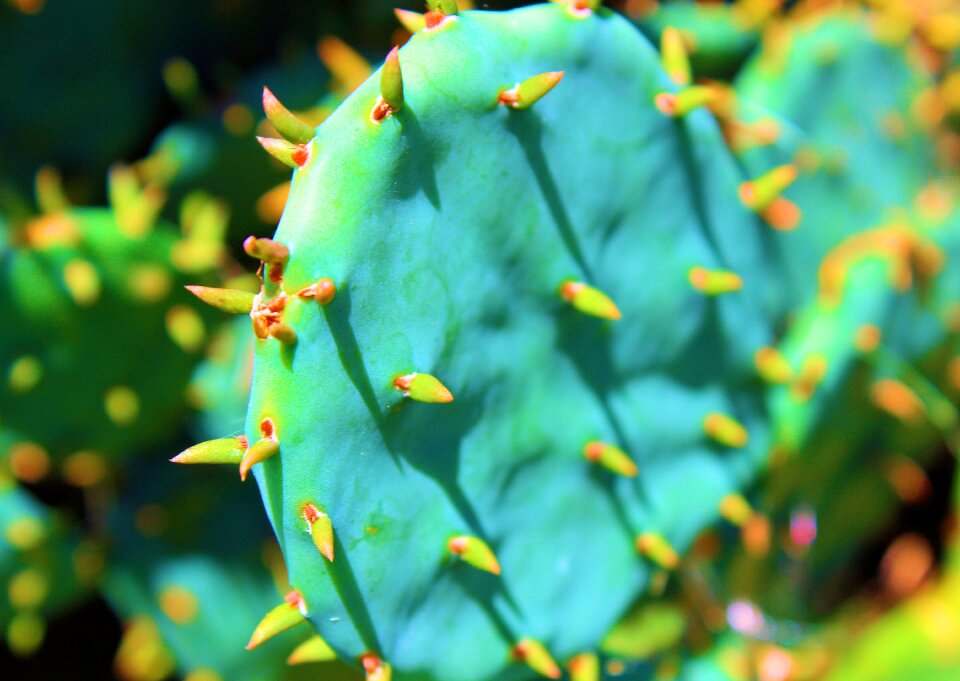 Leaf nature growth